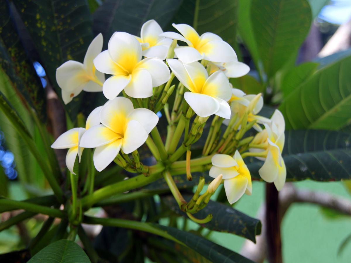 Posada Suenos De Verano Florianópolis المظهر الخارجي الصورة